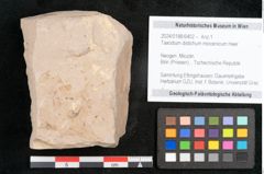 Foto (Objekt + Etikett) von Taxodium distichum miocenicum Heer (NHMW-GEO-2024-0188-6402)